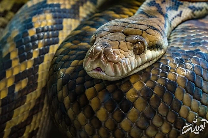 عاشق شدن مار